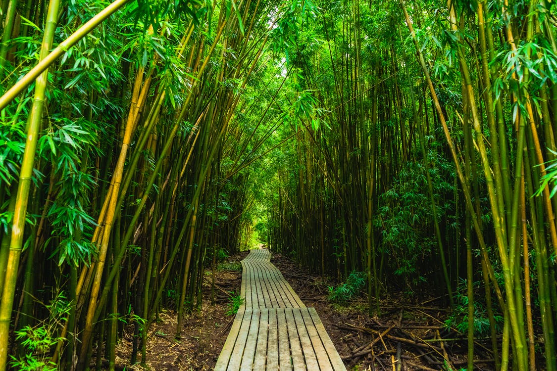image of a green bamboo forrest with a wooden path in the center